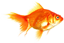 little-fish.png